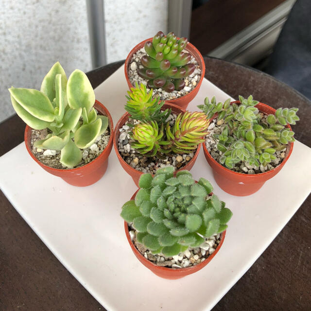 多肉植物 O もこもこ増える セダムカット5種セットの通販 By わんこ S Shop ラクマ 多肉植物 O もこもこ増える セダムカット5種セットの通販 By わんこ S Shop ラクマ