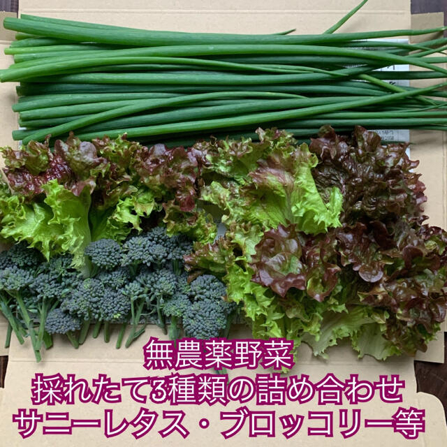 無農薬野菜＊採れたて3種類の詰め合わせ＊野菜セット＊サニーレタス・ブロッコリー 食品/飲料/酒の食品(野菜)の商品写真