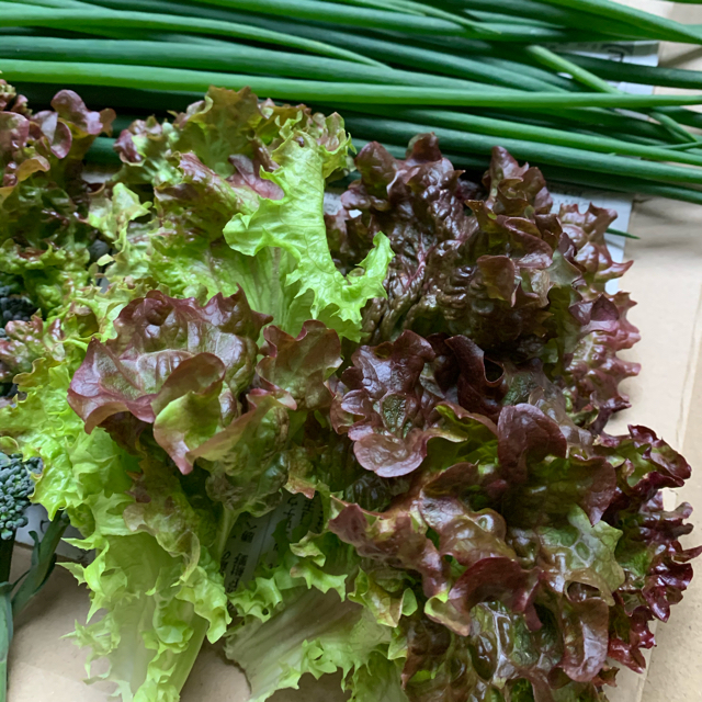 無農薬野菜＊採れたて3種類の詰め合わせ＊野菜セット＊サニーレタス・ブロッコリー 食品/飲料/酒の食品(野菜)の商品写真