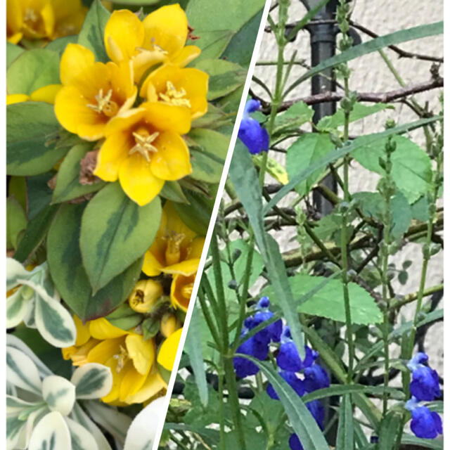 花苗2種 サルビアコバルトブルー＆リシマキアリッシー ハンドメイドのフラワー/ガーデン(その他)の商品写真