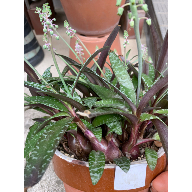 多肉植物 レデボウリア 抜き苗 まとめ売りの通販 By アリー S Shop ラクマ 多肉植物 レデボウリア 抜き苗 まとめ売りの通販 By アリー S Shop ラクマ
