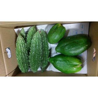 沖縄の美容健康野菜！　今帰仁村産グリーンパパイヤとゴーヤーセット(野菜)