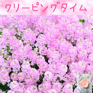 可愛いピンクの絨毯♡『クリーピングタイム』花の種50粒(その他)