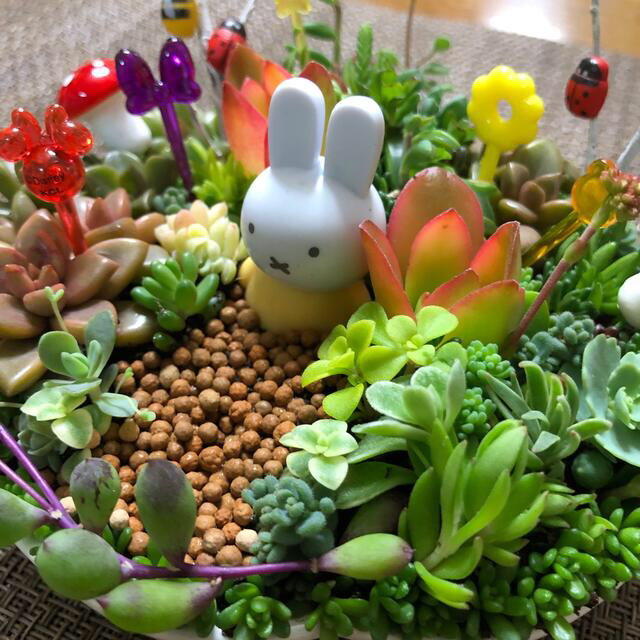 多肉植物❤︎寄せ植え❤︎このまま飾れます❤︎イエローミッフィ♪ ハンドメイドのフラワー/ガーデン(その他)の商品写真