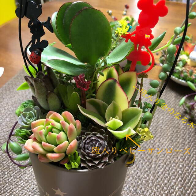 多肉植物❤︎寄せ植え❤︎斑入り金のなる木(幸せの木)❤︎黒兎耳入り♪