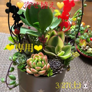 多肉植物❤︎寄せ植え❤︎斑入り金のなる木(幸せの木)❤︎黒兎耳入り♪