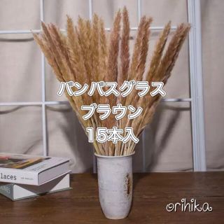 パンパスグラス　ブラウン１５本入り　送料込み　ドライフラワー　観葉植物(ドライフラワー)