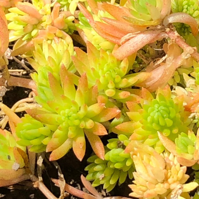 セダム マンネングサ 多肉植物 3種類の通販 By みあ S Shop ラクマ セダム マンネングサ 多肉植物 3種類の通販 By みあ S Shop ラクマ
