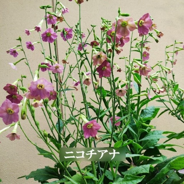春まき花の種　「ニコチアナ」100粒　シックな大人色 ハンドメイドのフラワー/ガーデン(その他)の商品写真