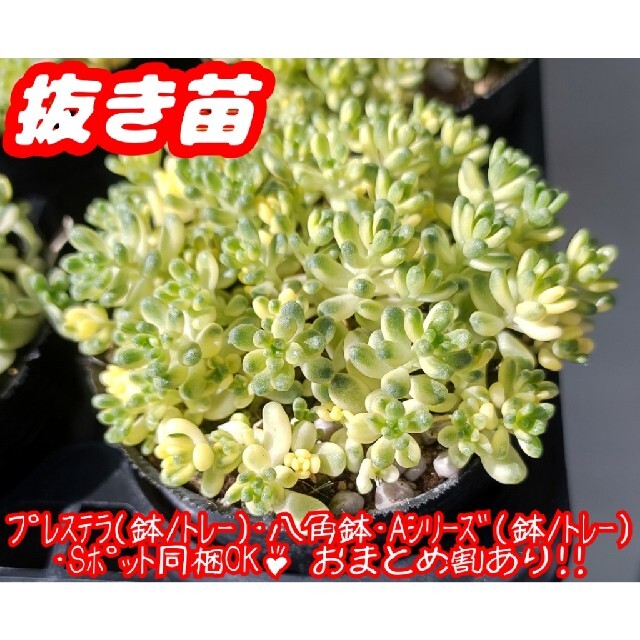 !抜き苗!【レア】斑入りタイトゴメ 多肉植物 セダム 紅葉 プレステラ プラ鉢 ハンドメイドのフラワー/ガーデン(その他)の商品写真