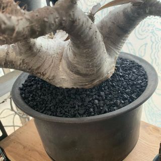 Neighborhood 1kg 化粧石 マルチング デコジャリ ブラック 黒 アガベ パキポディウムの通販 By Uta ネイバーフッドならラクマ Neighborhood 1kg 化粧石 マルチング デコジャリ ブラック 黒 アガベ パキポディウムの通販 By Uta ネイバーフッドならラクマ