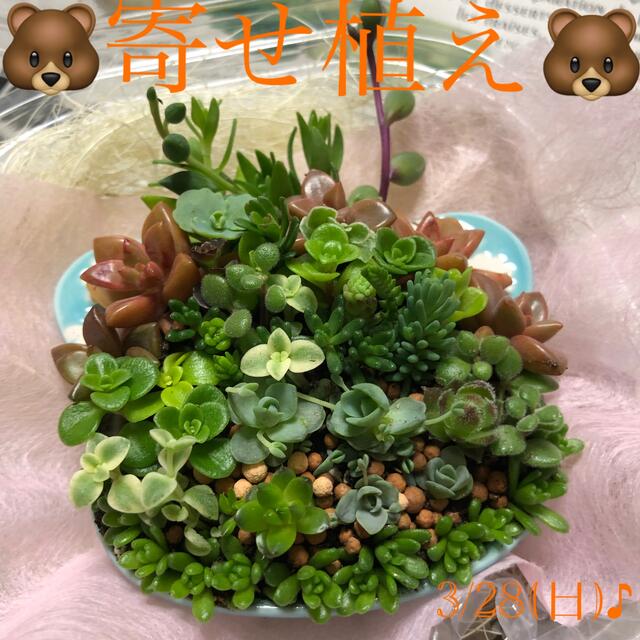 多肉植物❤︎寄せ植え❤︎このまま飾れます❤︎くまさん鉢🐻子持ち蓮華4頭入り♪ ハンドメイドのフラワー/ガーデン(その他)の商品写真