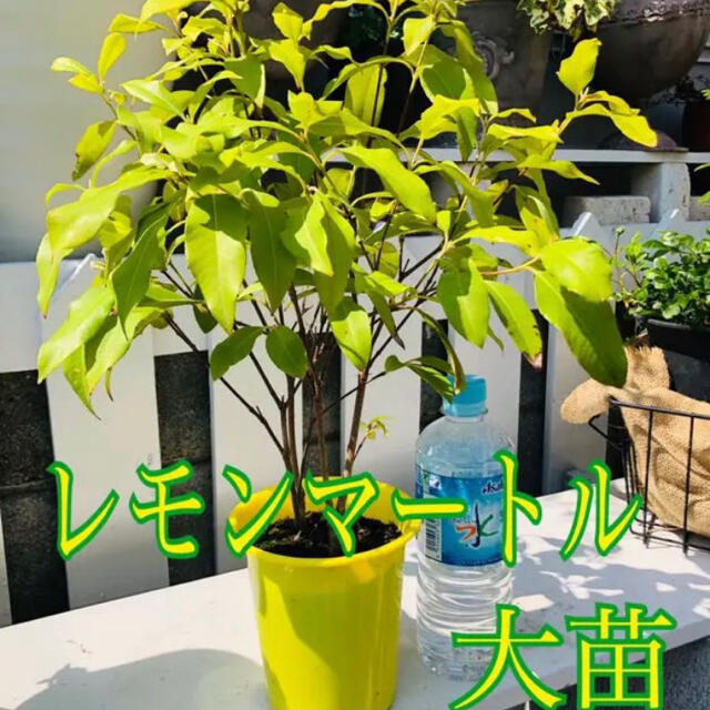 ♥レモンよりもレモンの香 ♥レモンマートル苗 ♥ポットごと発送 ♥大苗 ♥バーブ | フリマアプリ ラクマ