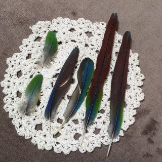 アオシンジュウロコインコの羽根16本セット❀(各種パーツ)