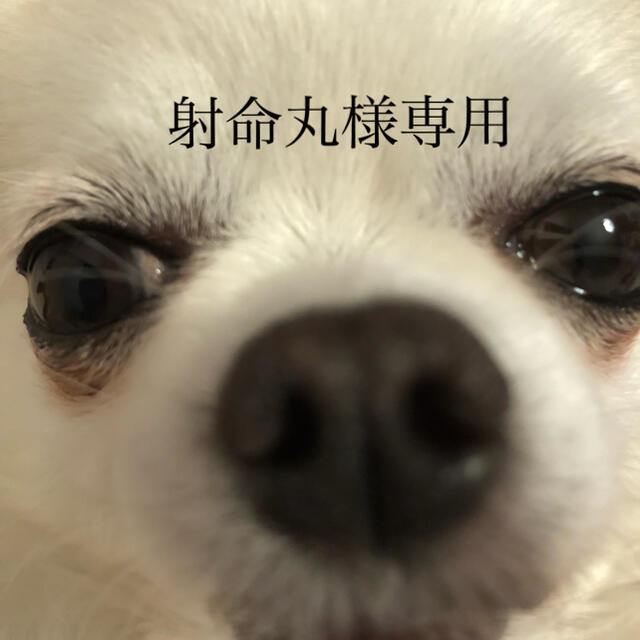 射命丸様専用
