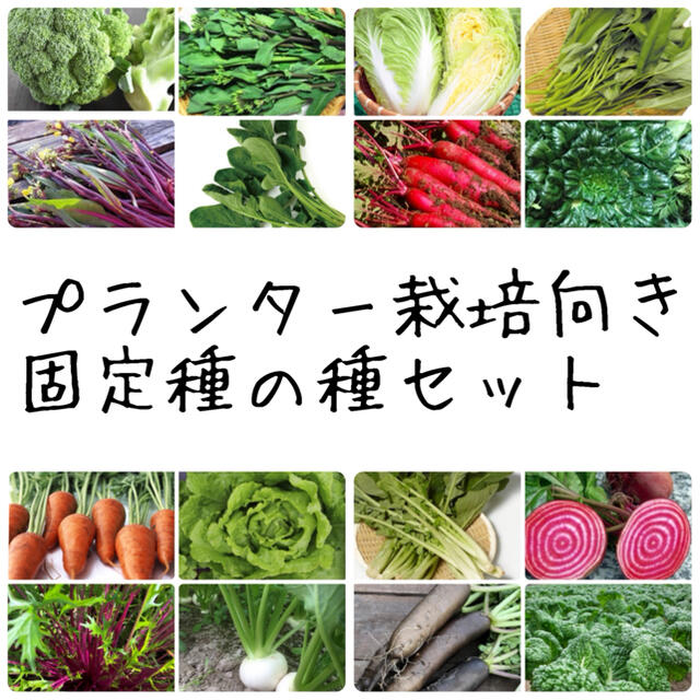 ★伝統野菜★プランター栽培向け固定種の種セット 食品/飲料/酒の食品(野菜)の商品写真