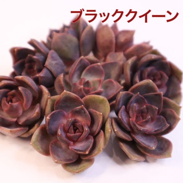 多肉植物 韓国苗　ブラッククイーン　⭐︎SALE⭐︎ ハンドメイドのフラワー/ガーデン(その他)の商品写真
