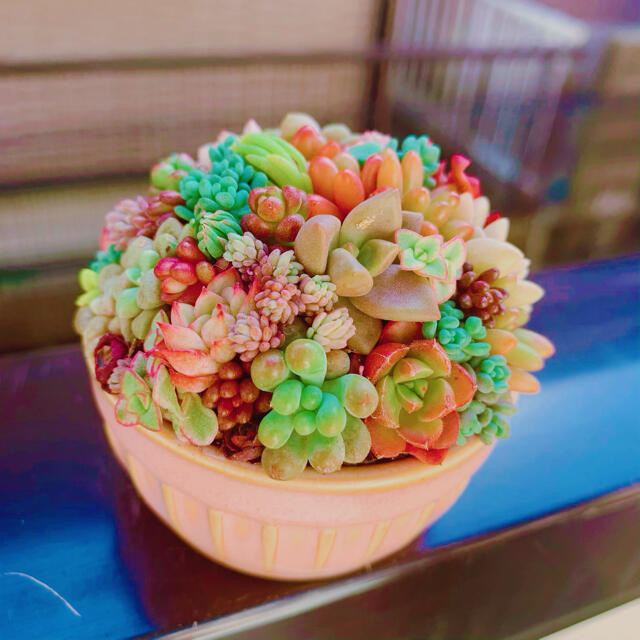 ❤︎多肉植物　ピンクのココットのちまちま寄植え❤︎このまま発送