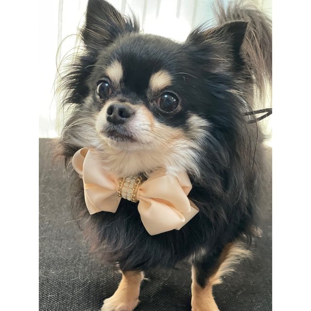 ワンちゃん用 オレンジ リボンチョーカー 犬アクセサリー 犬チョーカーの通販 By Chinsan Shop ラクマ ワンちゃん用 オレンジ リボンチョーカー 犬アクセサリー 犬チョーカーの通販 By Chinsan Shop ラクマ