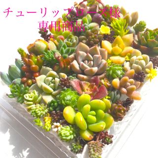 チューリップローズ様　専用商品　多肉植物カット苗(その他)