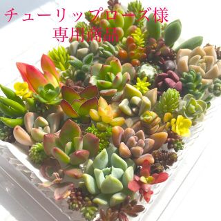 チューリップローズ様　専用商品　多肉植物カット苗　(その他)