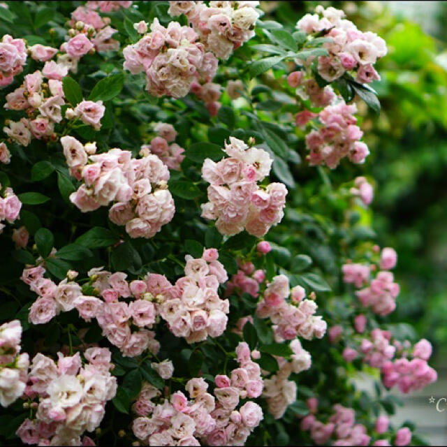 つるバラ　群舞　挿し木苗　根っこ付き　ピンク ハンドメイドのフラワー/ガーデン(その他)の商品写真