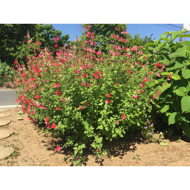 今が植え時‼️銀の紫陽花が作ったホットリップスの超特大株です‼️ ハンドメイドのフラワー/ガーデン(プランター)の商品写真