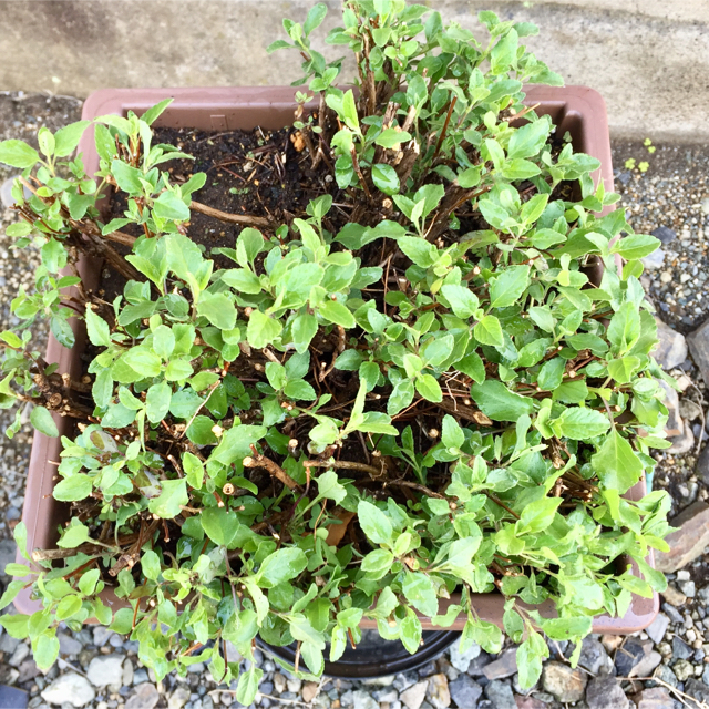 今が植え時‼️銀の紫陽花が作ったホットリップスの超特大株です‼️ ハンドメイドのフラワー/ガーデン(プランター)の商品写真