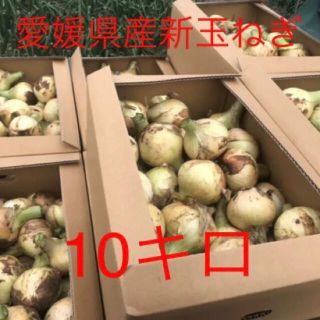 新玉ねぎ 極早生 無農薬 愛媛県産 約10キロ(野菜)