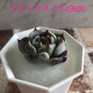 多肉植物 韓国苗 エケベリア ブラックネイル(363)(その他)