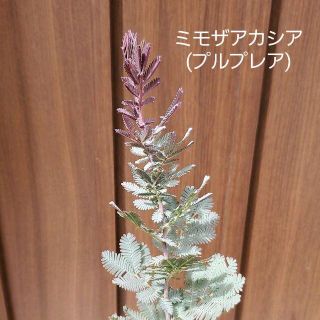 ミモザアカシア(プルプレア)　ポット苗3５　観葉植物　シンボルツリーに♪(プランター)