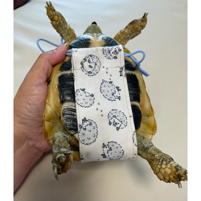 リクガメのオムツカバー☆名前シール付き☆手書き風 星②の通販 by ロックス's shop|ラクマ リクガメのオムツカバー☆名前シール付き☆手書き風 星②の通販 by ロックス's shop|ラクマ