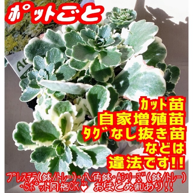 【ポットごと】アトランティス 多肉植物 セダム 紅葉 プレステラ プラ鉢 ハンドメイドのフラワー/ガーデン(その他)の商品写真