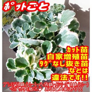 【ポットごと】アトランティス 多肉植物 セダム 紅葉 プレステラ プラ鉢(その他)