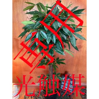 光触媒　人工観葉植物　ウォールグリーン　造花　インテリア　パキラ126(置物)