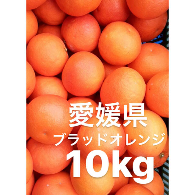 愛媛県　ブラッドオレンジ　10kg 食品/飲料/酒の食品(フルーツ)の商品写真