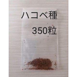 ハコベの種　350粒　無農薬、国産品　インコさん達のおやつに(鳥)