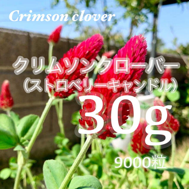 【最安値】30g 約9000粒ストロベリーキャンドル、クリムソンクローバー ハンドメイドのフラワー/ガーデン(その他)の商品写真