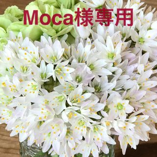 moca様専用です  野菜の種 6種類 おまけ2種類(野菜)