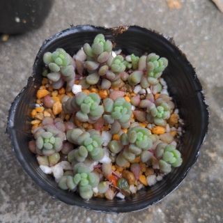 多肉植物　セダム　パープルヘイズ(その他)