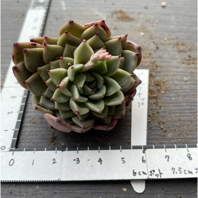 多肉植物 ブラックチップ 微根 ハンドメイドのフラワー/ガーデン(その他)の商品写真