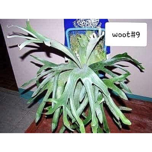 ビカクシダ woot #9 ビカクシダ woot #9