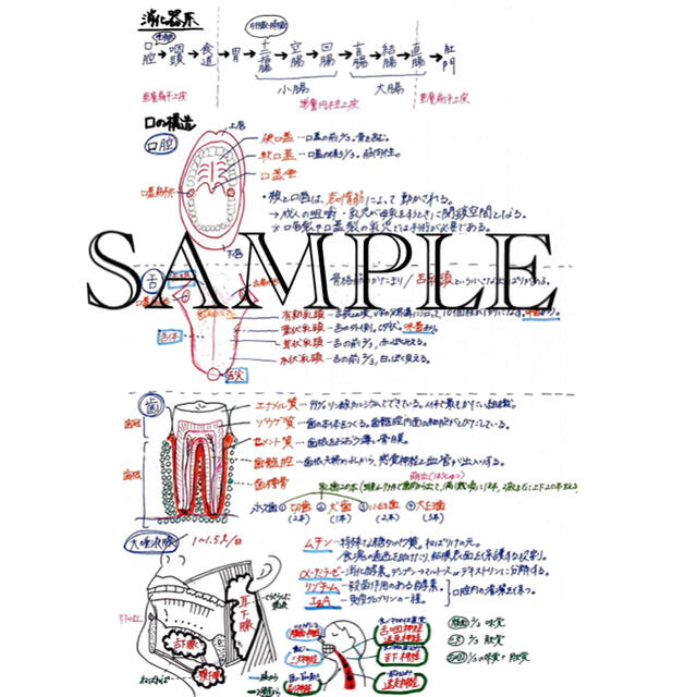 看護師国家試験対策に！ ふせんノート&解剖生理学ノート USB エンタメ/ホビーの本(健康/医学)の商品写真