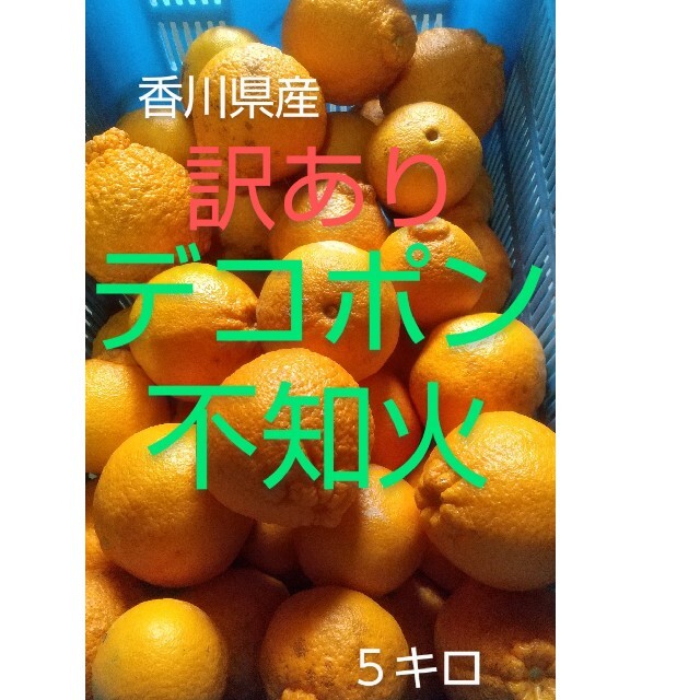 香川県産　みかん　訳ありデコポン不知火　５キロ さい 食品/飲料/酒の食品(フルーツ)の商品写真