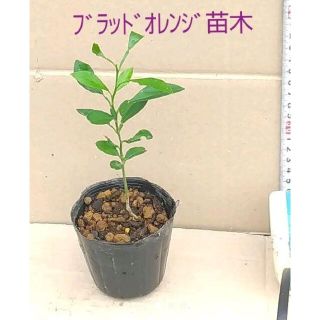 ブラッドオレンジ(モロ種)の実生2年生ポット苗・・全高 : 約22cm↑↓(その他)