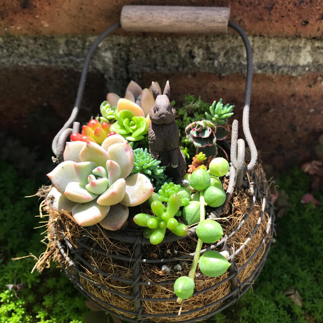 そのまま飾れる多肉植物のチマチマ寄せ植え　ウサギちゃん ハンドメイドのフラワー/ガーデン(その他)の商品写真