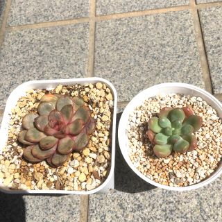 多肉植物⭐️2苗＋ブラックチップ⭐️赤葡萄 & 原種パラドックス 抜き苗(その他)