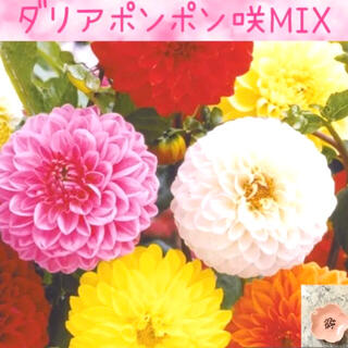 コロンとかわいい♡『ダリアポンポン咲MIX』花の種20粒(その他)
