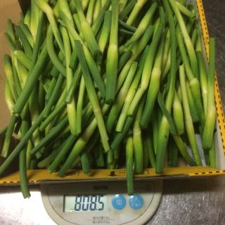 にんにくの芽 800g 佐賀県産 つぼみ付き(野菜)