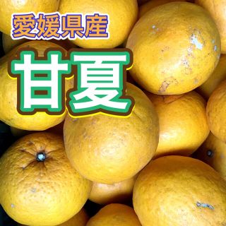 33101 愛媛県産 訳あり 甘夏 10kg 送料込み あまなつ(フルーツ)